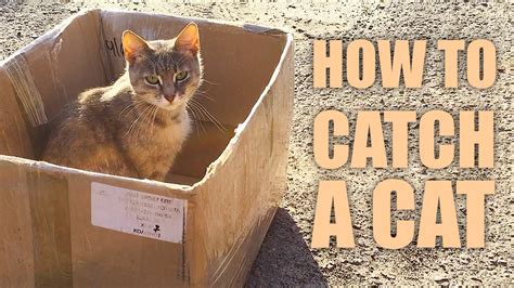 how to catch the cat